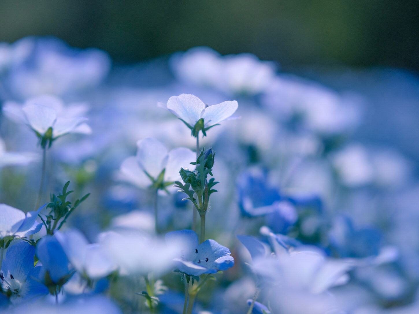 Blaue Blumen, Symbolbild für das Raw Yarn Linen Cotton von Spoerry 1866.