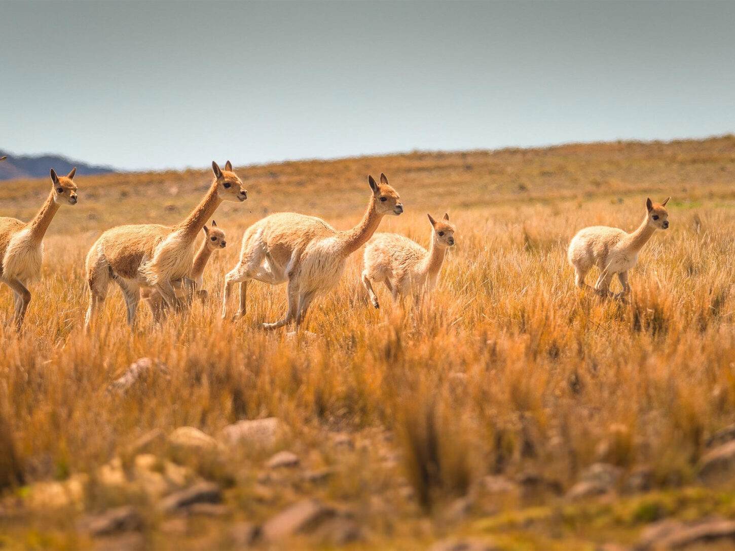 Vicuñas in freier Wildbahn. Ihre Wolle wird für die Raw Yarn Kollektion 